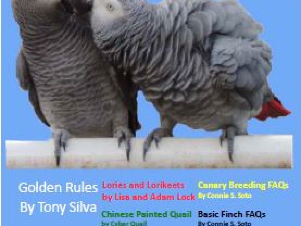 african-grey-parrot-breeding