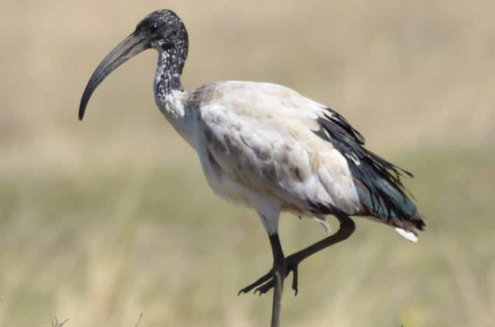 African Sacred Ibis