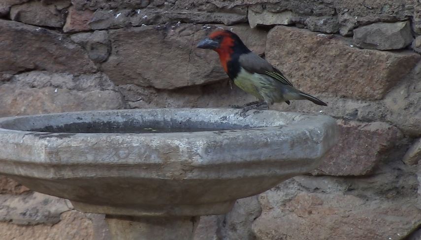 Barbet Black Collared
