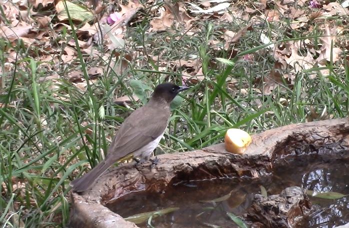 Dark-capped Bulbul