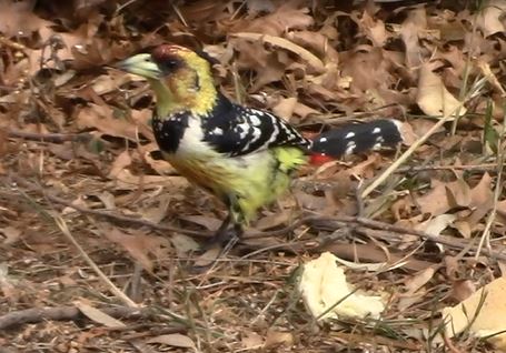 Crested barbet