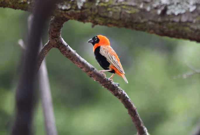 Southern red bishop