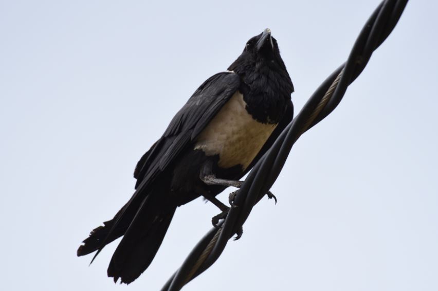 Pied crow