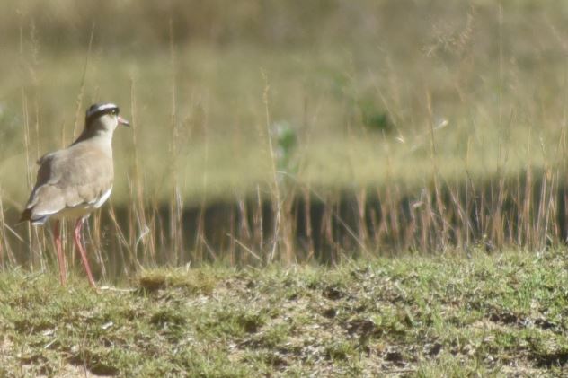Crowned Lapwing