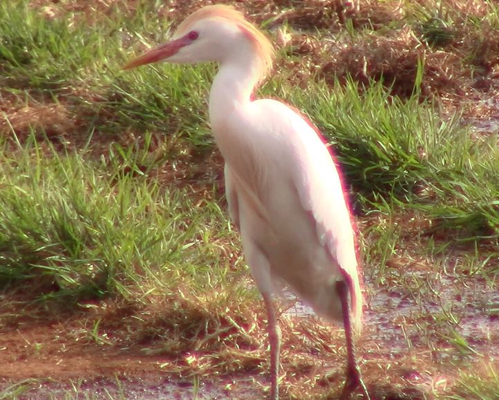 Cattle egret