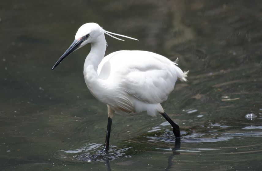Egret Little