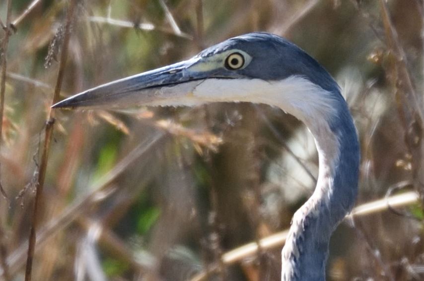 Black headed heron