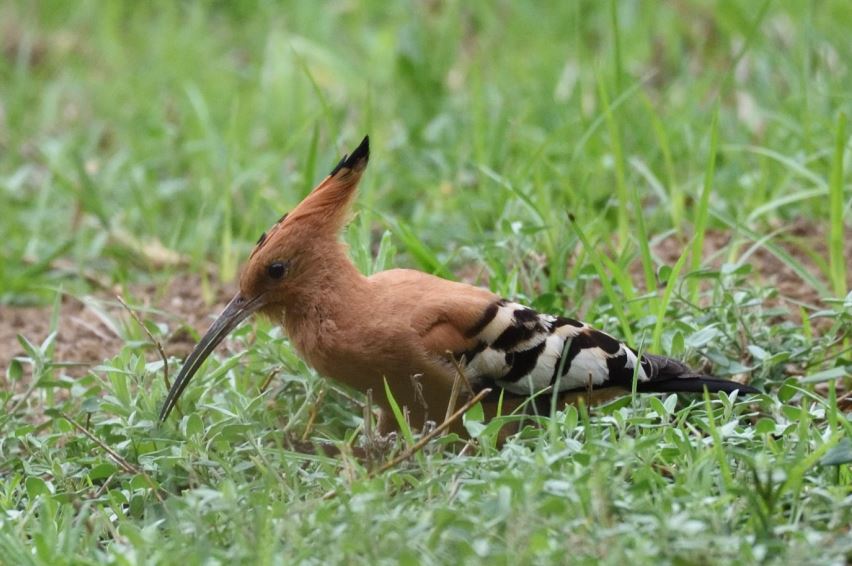 African hoopoe