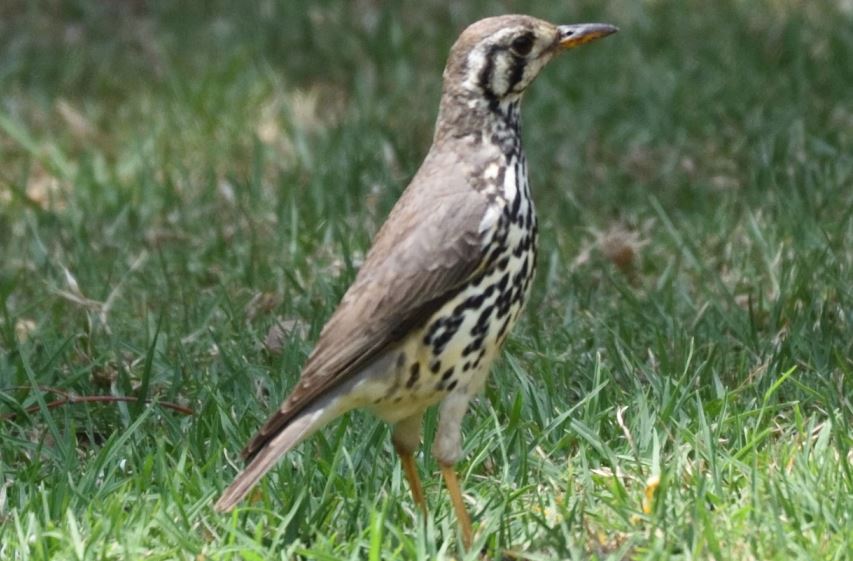 Groundscraper thrush Hartbeespoort dam
