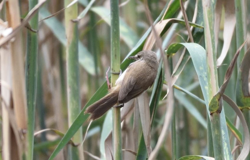 Lesser Swamp-warbler – Austin Roberts Bird Sanctuary