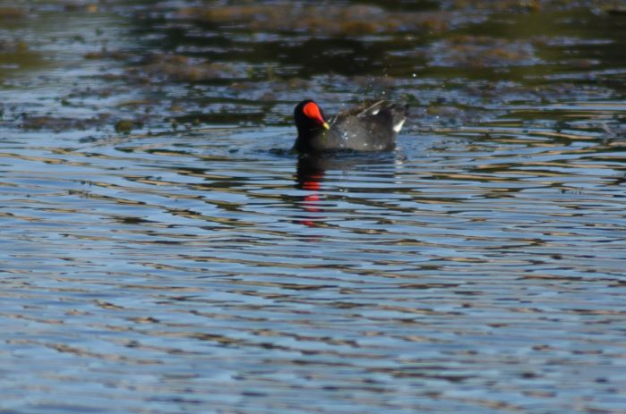 Moorhen Lesser