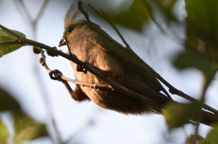 Speckled mousebird