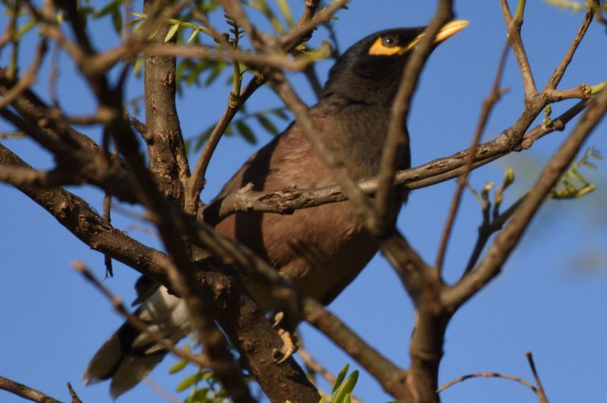 Indian Myna