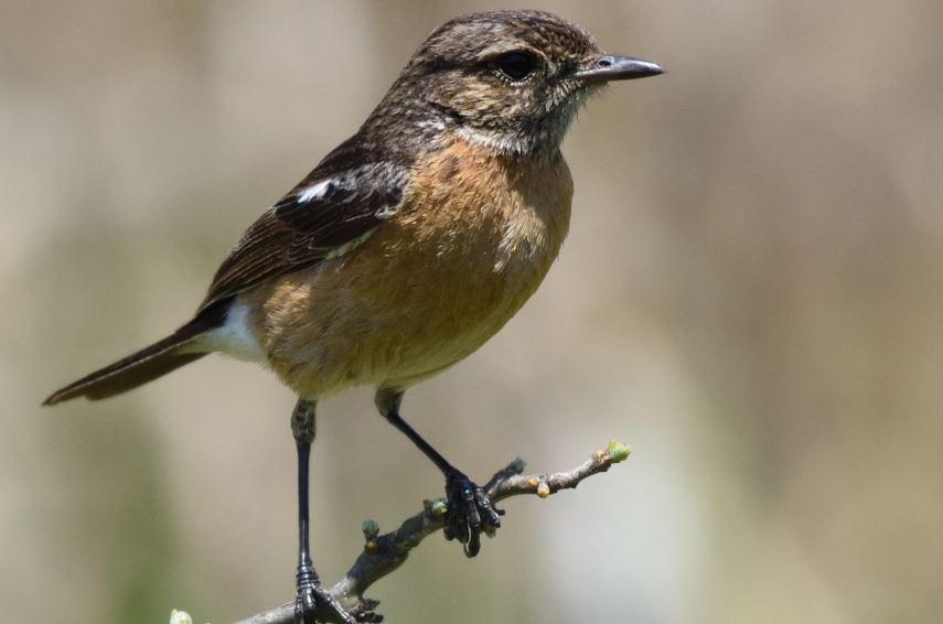 African stonechat female