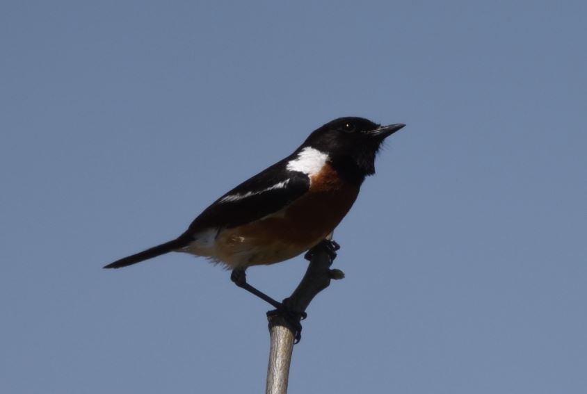 African stonechat male