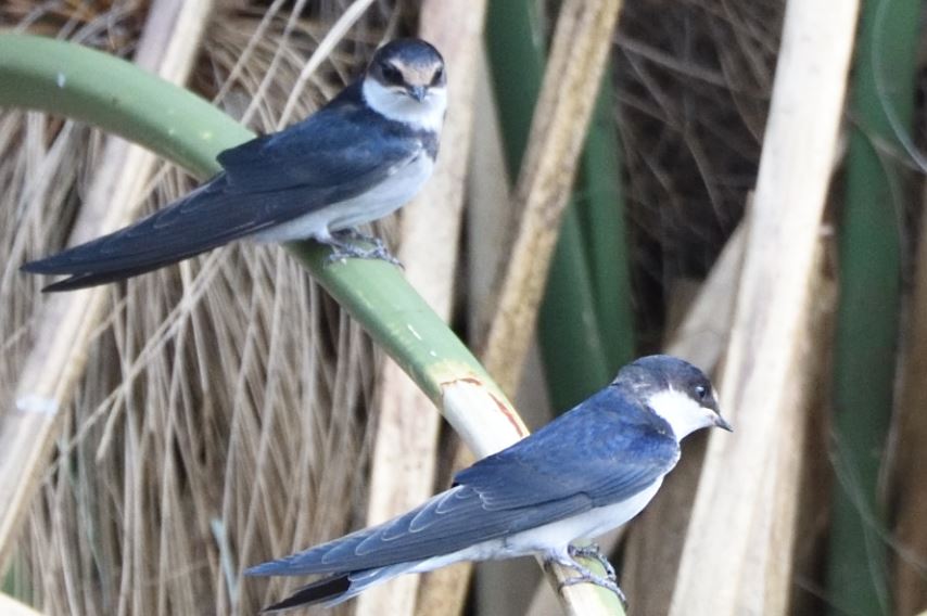 Swallow white throated Hartbeespoort dam