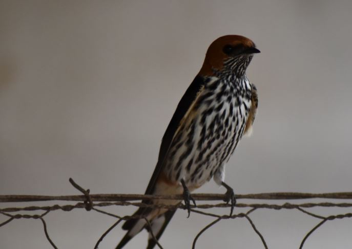 Lesser Striped Swallow Hartbeespoort dam