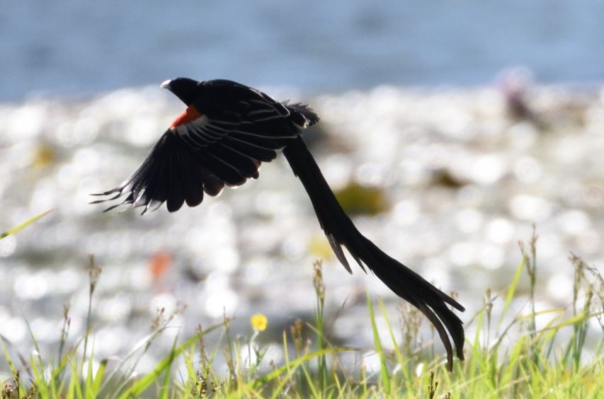 Long tailed widowbird