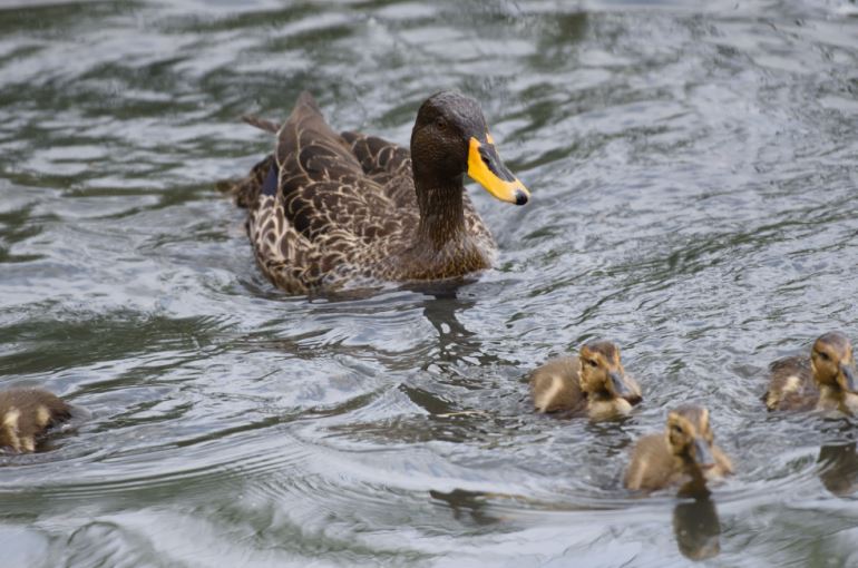 Yellow-billed Duck – Austin Roberts Bird Sanctuary