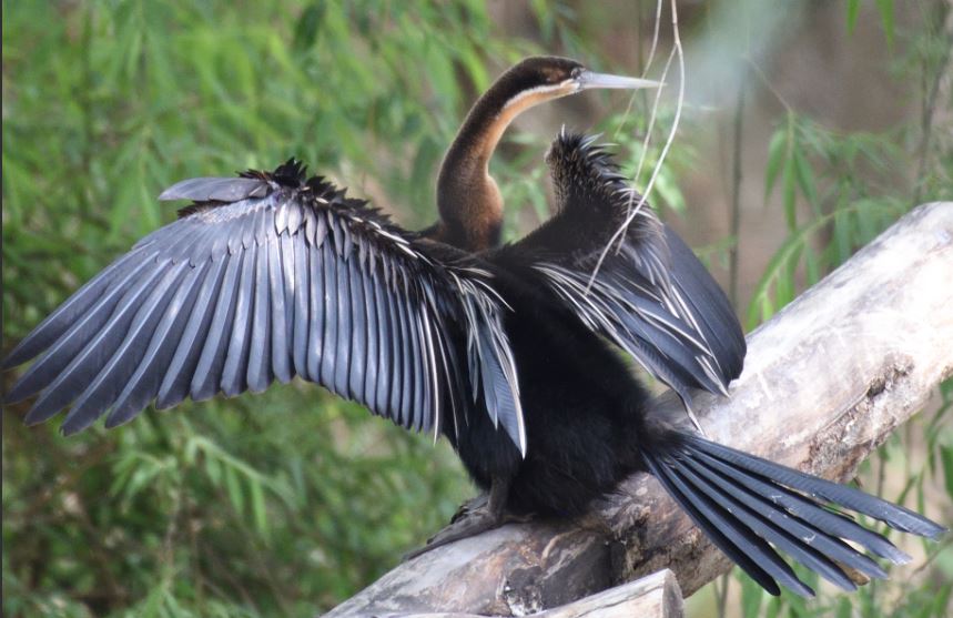 African darter Lion And Safari Park birding