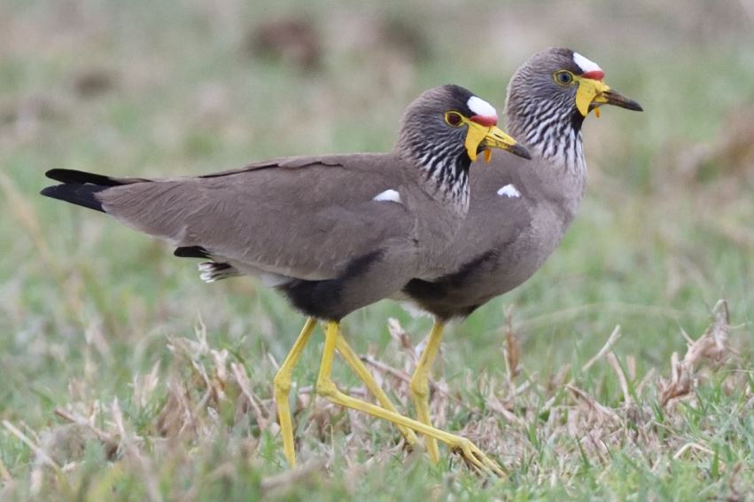 lapwing African Wattled