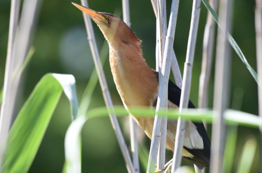 Bittern Little Austin Roberts Bird Sanctuary