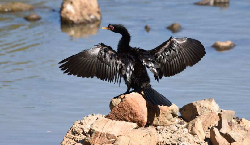 Reed Cormorant Austin Roberts Bird Sanctuary