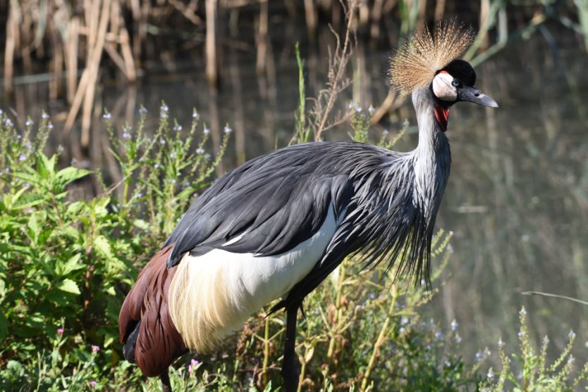 Grey crowned crane – Austin Roberts Bird Sanctuary