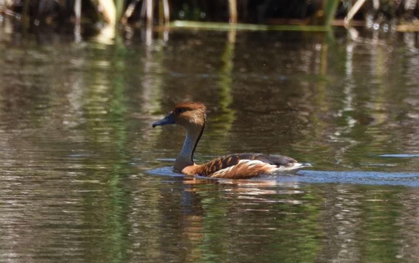 Duck Fulvous Marievale Bird Sanctuary