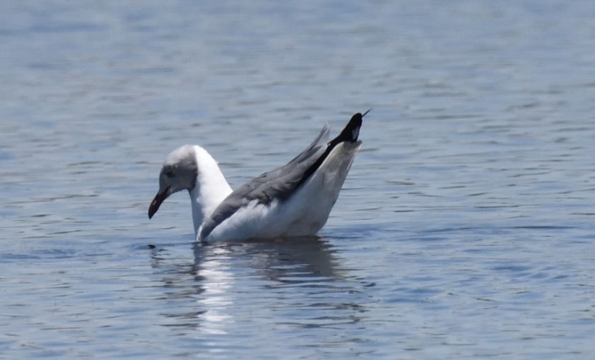 Marievale Bird Sanctuary birding Gull Grey headed