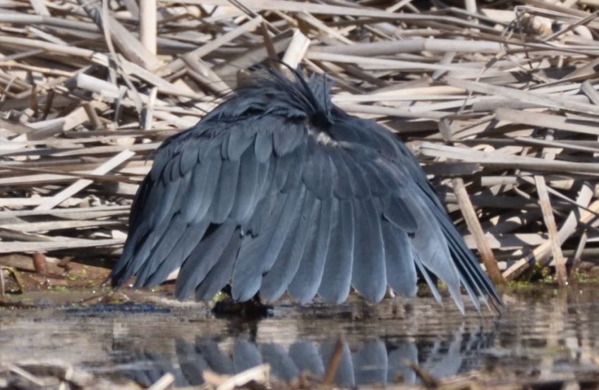 Heron Black Marievale Bird Sanctuary
