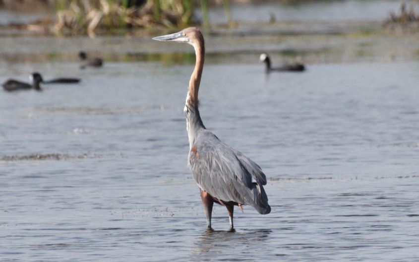 Heron Goliath Marievale Bird Sanctuary