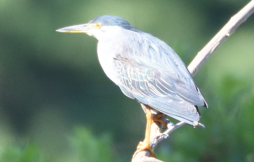 Green-backed heron – Austin Roberts Bird Sanctuary