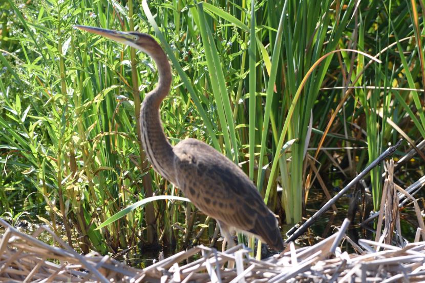 Heron Purple Marievale Bird Sanctuary
