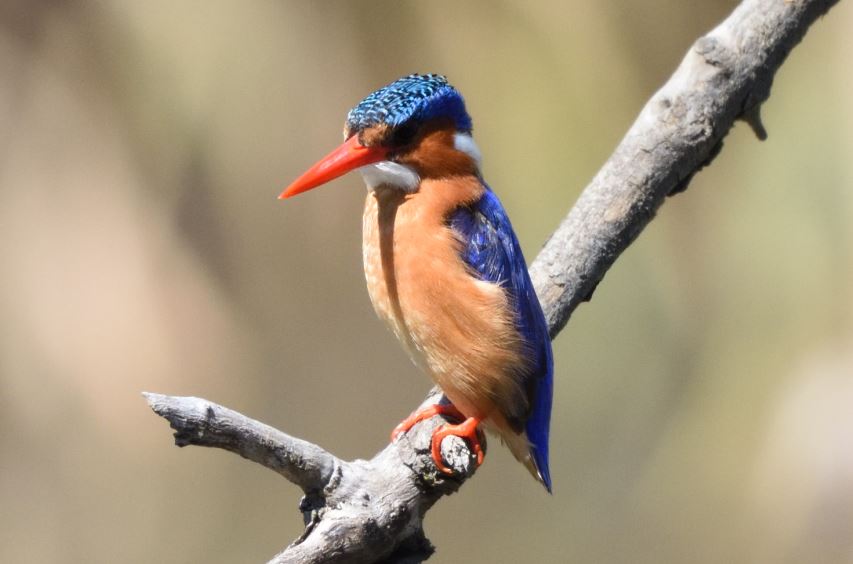Kingfisher Malachite Austin Roberts Bird Sanctuary