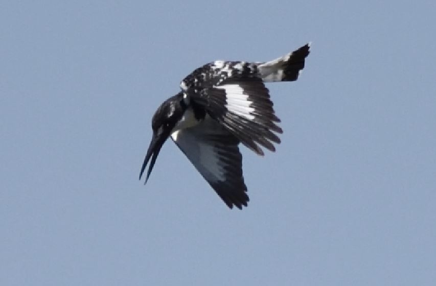 Kingfisher Pied Austin Roberts Bird Sanctuary