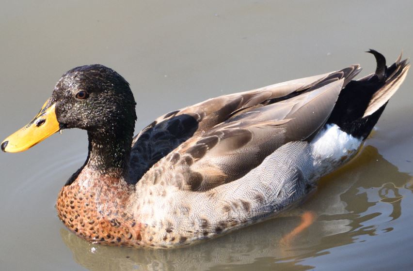 Mallard duck Austin Roberts Bird Sanctuary