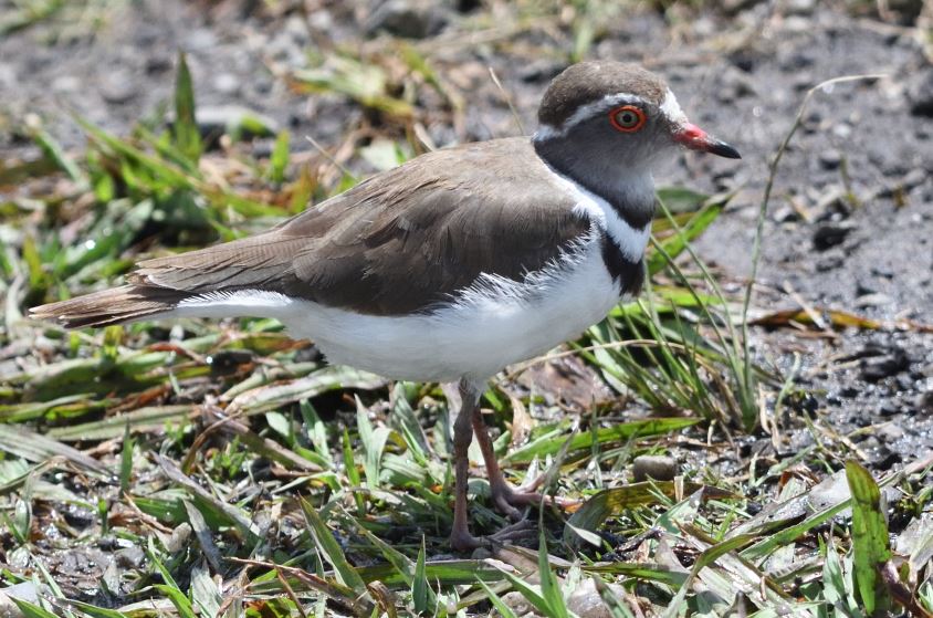 Plover Three-banded Marievale Bird Sanctuary