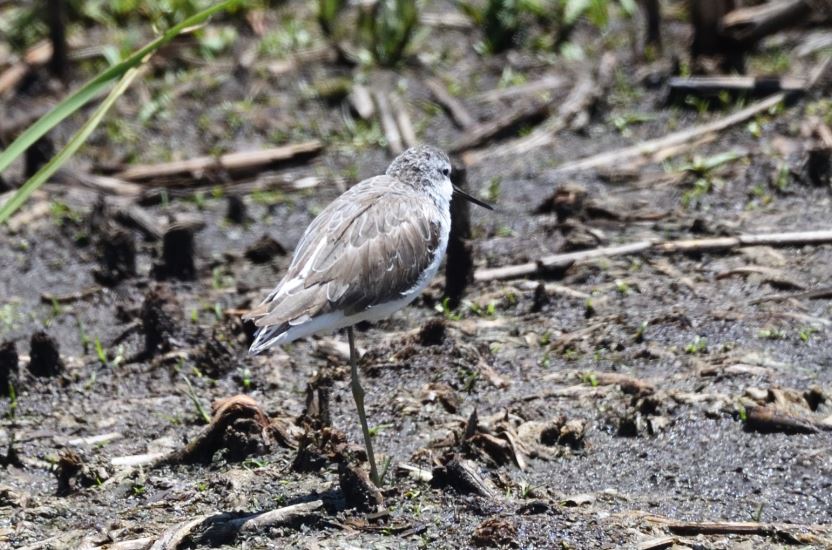 Sandpiper Marsh Marievale Bird Sanctuary