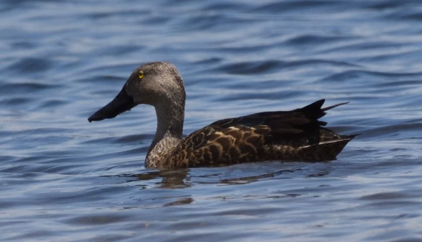 Shoveler Cape Marievale Bird Sanctuary