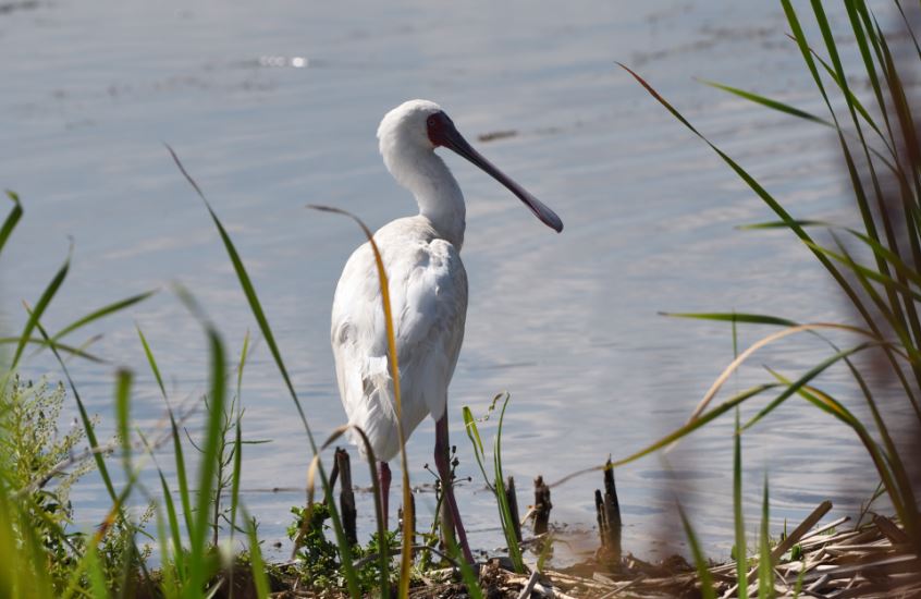 African spoonbill Marievale Bird Sanctuary