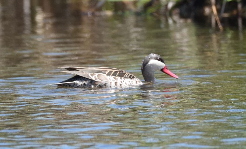 Teal Red-billed Marievale Bird Sanctuary