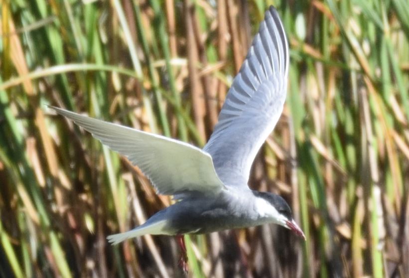 Whiskered tern Marievale Bird Sanctuary