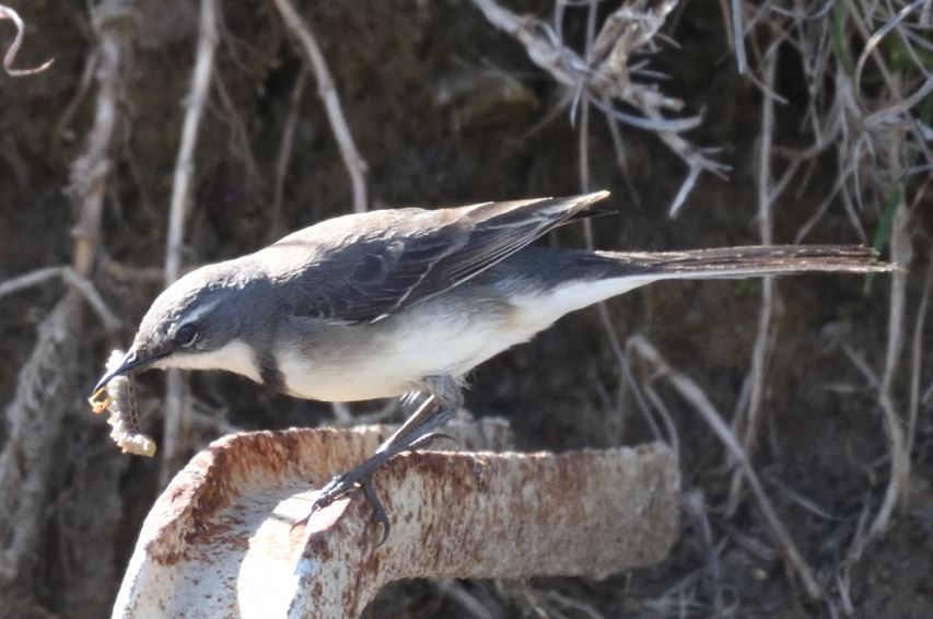 Cape wagtail