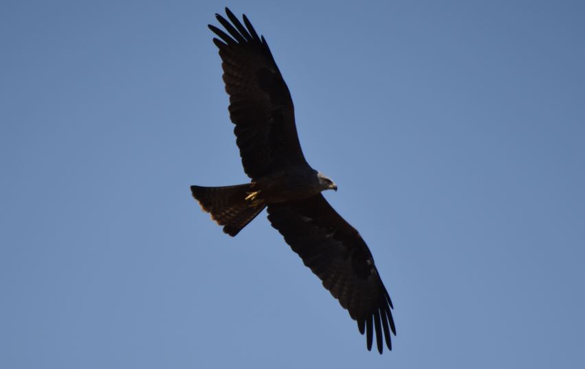 Black Kite Lion and Safari Park