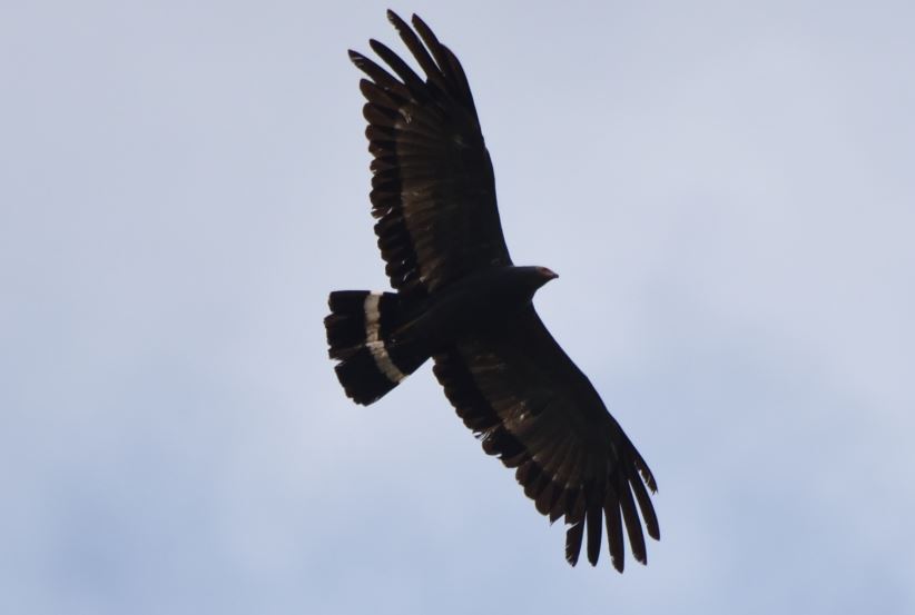 African Harrier-Hawk Hartbeespoort dam