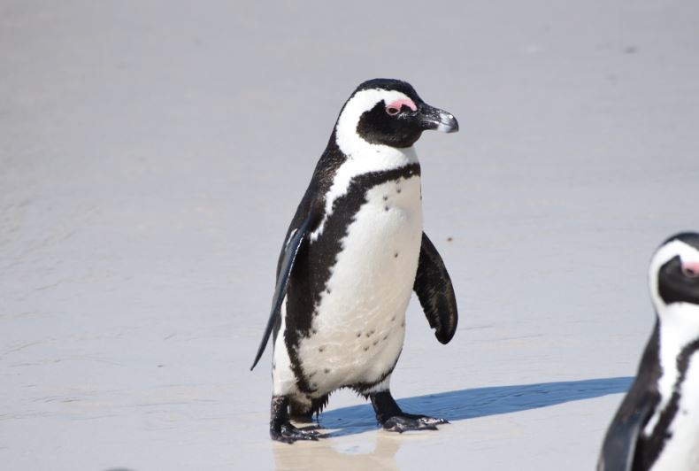 African Penguin Boulders Beach birding
