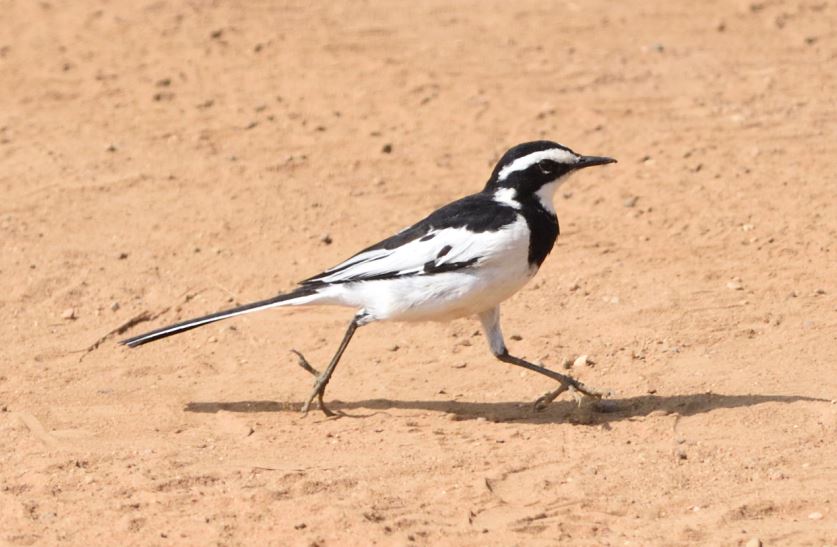 African Pied Wagtail Pilanesberg birding