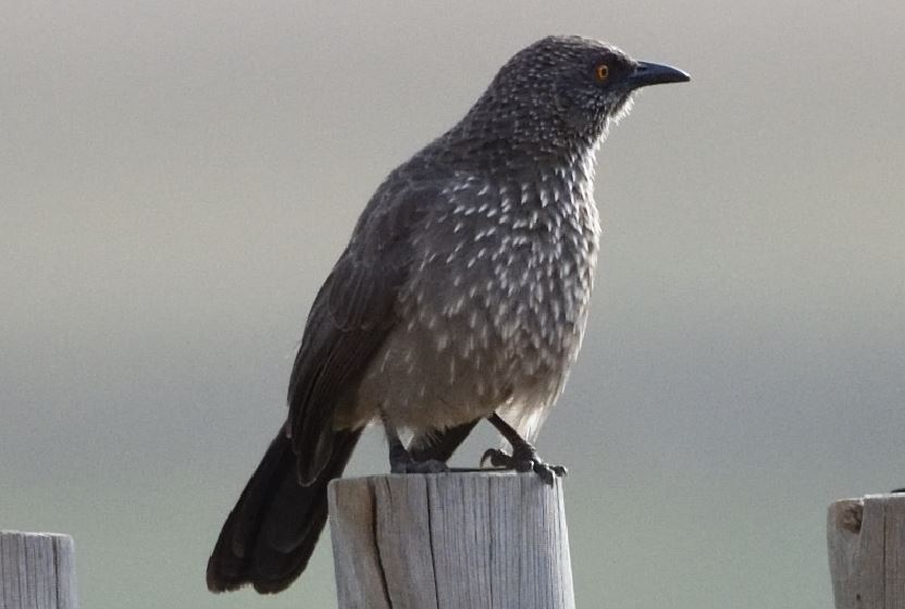 Arrow-marked Babbler Pilanesberg birding