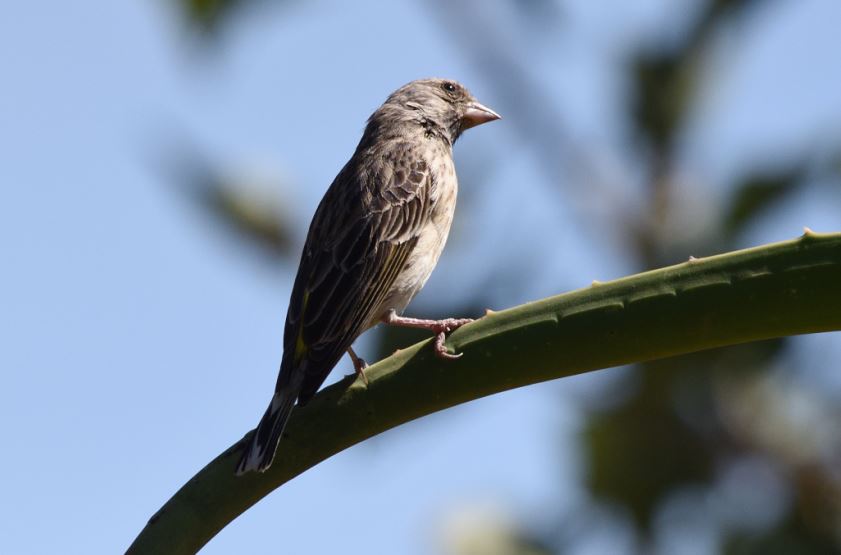 Black-throated Canary Hartbeespoort dam